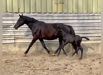 Trakehner, Jument, 12 Ans, 165 cm, Noir