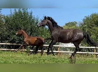 Trakehner, Jument, 12 Ans, 165 cm, Noir