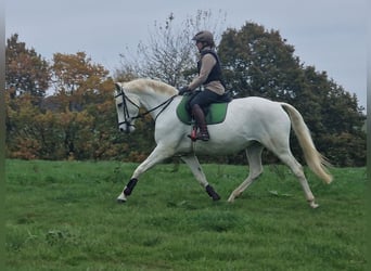 Trakehner, Jument, 12 Ans, 166 cm, Gris