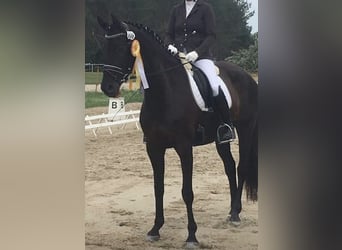 Trakehner, Jument, 12 Ans, Noir