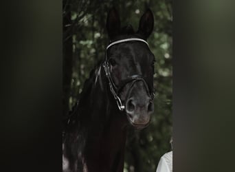 Trakehner, Jument, 12 Ans, Noir