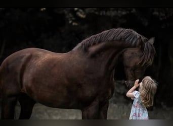 Trakehner, Jument, 12 Ans, Noir