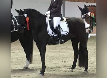 Trakehner, Jument, 12 Ans, Noir