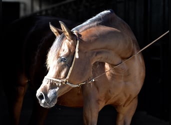 Trakehner, Jument, 13 Ans, 158 cm, Bai