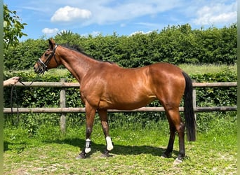 Trakehner, Jument, 13 Ans, 163 cm, Bai