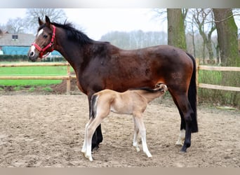 Trakehner, Jument, 13 Ans, 168 cm, Bai brun