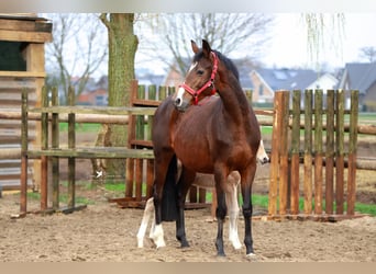 Trakehner, Jument, 13 Ans, 168 cm, Bai brun
