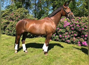 Trakehner, Jument, 13 Ans, 172 cm, Alezan brûlé