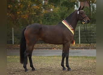 Trakehner, Jument, 13 Ans, 172 cm, Bai brun