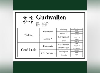 Trakehner, Jument, 13 Ans, 172 cm, Bai