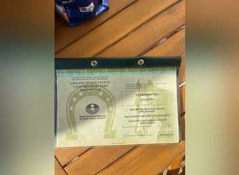 Trakehner Croisé, Jument, 14 Ans, 158 cm, Alezan brûlé