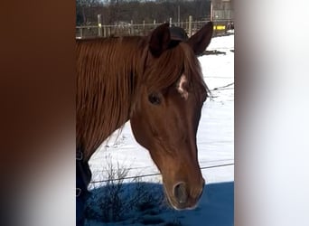 Trakehner Croisé, Jument, 14 Ans, 158 cm, Alezan brûlé