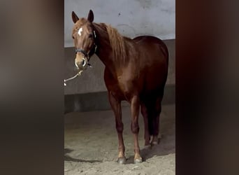 Trakehner Croisé, Jument, 14 Ans, 158 cm, Alezan brûlé