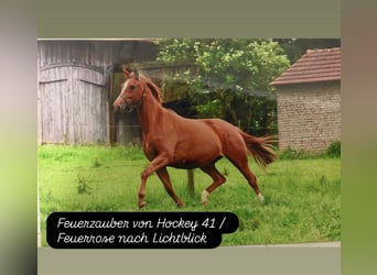 Trakehner, Jument, 14 Ans, 162 cm, Alezan