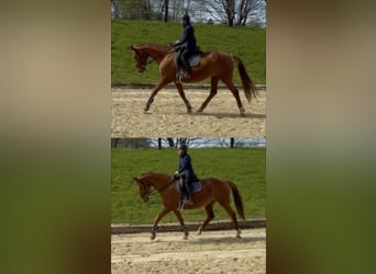 Trakehner, Jument, 14 Ans, 164 cm, Alezan