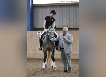 Trakehner, Jument, 14 Ans, 164 cm, Gris