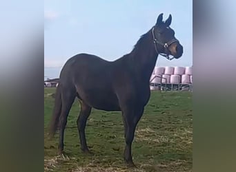 Trakehner, Jument, 14 Ans, 166 cm, Bai