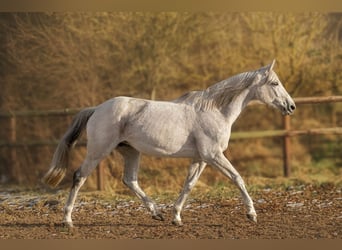 Trakehner, Jument, 14 Ans, 166 cm, Gris