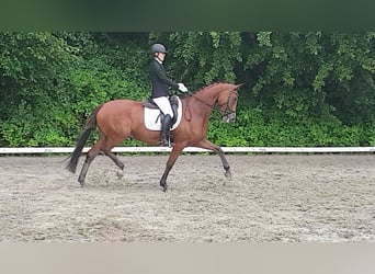 Trakehner, Jument, 14 Ans, 168 cm, Bai