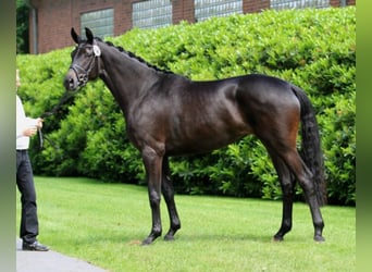 Trakehner, Jument, 14 Ans, 169 cm, Bai brun foncé