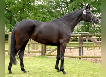 Trakehner, Jument, 14 Ans, 169 cm, Bai brun foncé