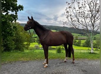 Trakehner, Jument, 15 Ans, 168 cm, Alezan