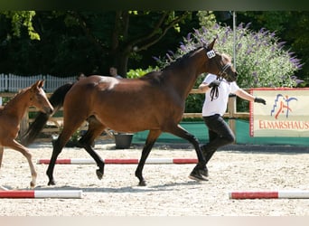 Trakehner, Jument, 15 Ans, 168 cm, Bai