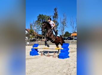 Trakehner, Jument, 15 Ans, 171 cm, Bai