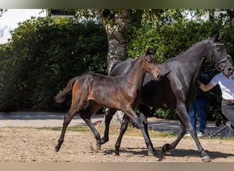 Trakehner, Jument, 15 Ans, Bai brun foncé