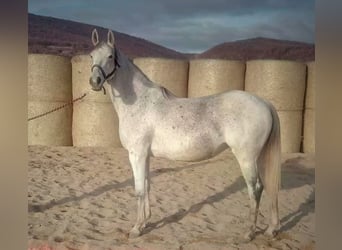 Trakehner, Jument, 16 Ans, 165 cm, Gris