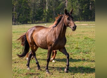 Trakehner, Jument, 16 Ans, 166 cm, Bai brun