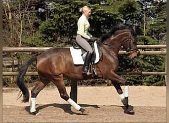 Trakehner, Jument, 16 Ans, 166 cm, Bai brun