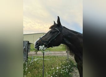 Trakehner, Jument, 17 Ans, 163 cm, Bai brun