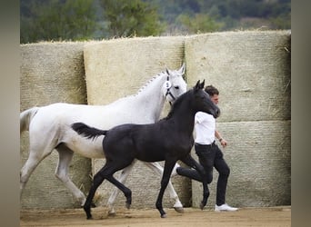 Trakehner, Jument, 17 Ans, 165 cm