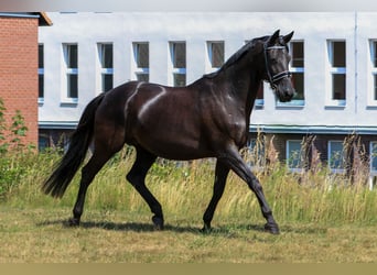 Trakehner, Jument, 17 Ans, 166 cm, Noir