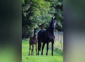 Trakehner, Jument, 17 Ans, 166 cm, Noir
