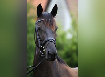 Trakehner, Jument, 17 Ans, 166 cm, Noir