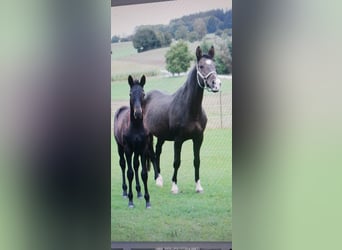 Trakehner, Jument, 18 Ans, 172 cm, Bai brun