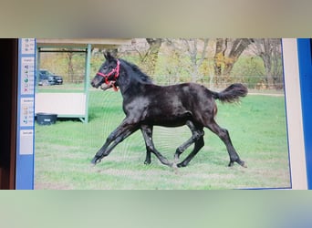 Trakehner, Jument, 18 Ans, 172 cm, Bai brun