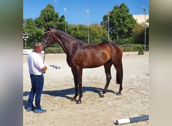 Trakehner, Jument, 18 Ans, 172 cm, Bai brun