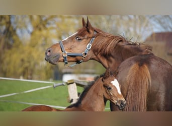 Trakehner, Jument, 18 Ans, Alezan brûlé