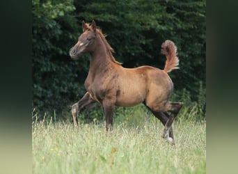 Trakehner, Jument, 1 Année, 165 cm, Alezan brûlé