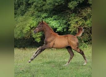 Trakehner, Jument, 1 Année, 165 cm, Alezan brûlé