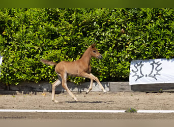 Trakehner, Jument, 1 Année, 165 cm, Alezan brûlé