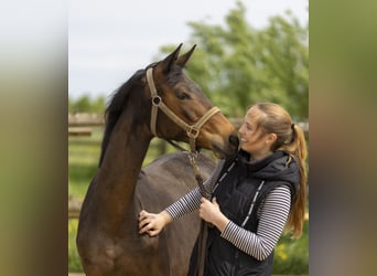 Trakehner, Jument, 1 Année, 166 cm, Bai