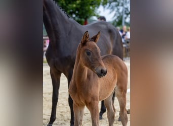 Trakehner, Jument, 1 Année, 167 cm, Bai brun