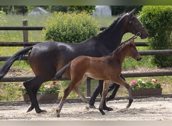 Trakehner, Jument, 1 Année, 167 cm, Bai brun