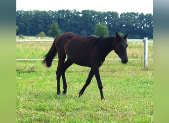 Trakehner, Jument, 1 Année, 167 cm, Noir