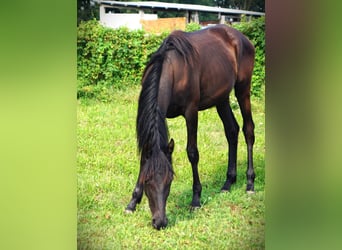 Trakehner, Jument, 1 Année, 167 cm, Noir