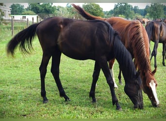 Trakehner, Jument, 1 Année, 167 cm, Noir